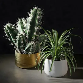 Collection of plants